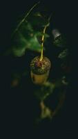 Detailed Macro Shot of European Oak Leaf and Acorn photo