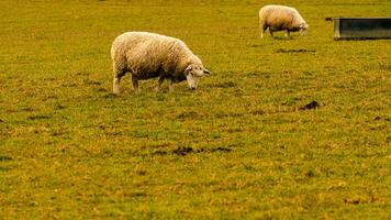 rebaño de lanoso oveja en un campo granja foto