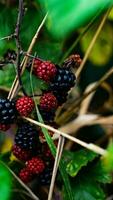 Ripe Blackberries on a Bramble Bush photo