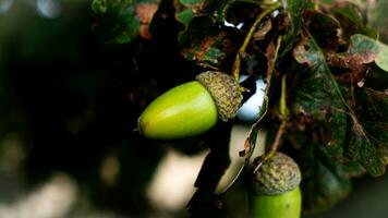 Detailed Macro Shot of European Oak Leaf and Acorn photo