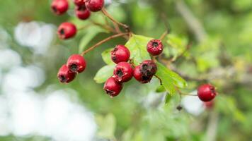 Macro Closeup of Ripe Hawthorn Berries in Autumn photo