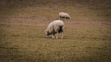 Flock of Woolly Sheep on a Countryside Farm photo