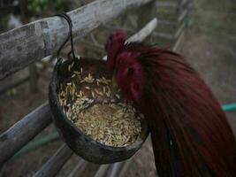 un masculino Bangkok pollo con rojo plumas comiendo sala video