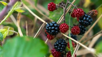 Ripe Blackberries on a Bramble Bush photo