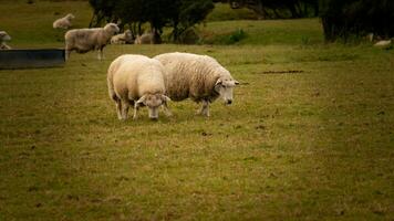 rebaño de lanoso oveja en un campo granja foto