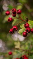 Macro Closeup of Ripe Hawthorn Berries in Autumn photo