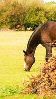 castaña belleza de cerca de un maravilloso caballo foto