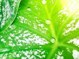 Water drops on green and white mottled leaves  Orange light copy space for rainy season background design to display your products. photo