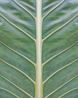 Symmetrical green leaf structure. Texture. Abstract background design pattern. photo