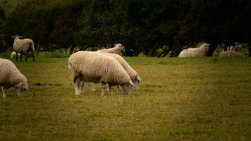 rebaño de lanoso oveja en un campo granja foto