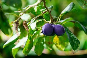 púrpura azul ciruelas en árbol rama foto