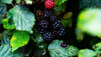 Ripe Blackberries on a Bramble Bush photo