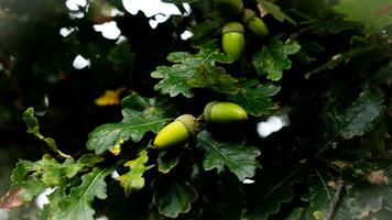 Detailed Macro Shot of European Oak Leaf and Acorn photo