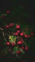 Macro Closeup of Ripe Hawthorn Berries in Autumn photo