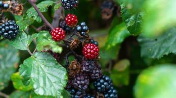 Ripe Blackberries on a Bramble Bush photo