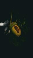 Detailed Macro Shot of European Oak Leaf and Acorn photo