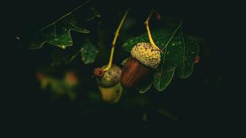 Detailed Macro Shot of European Oak Leaf and Acorn photo