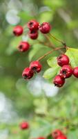 Macro Closeup of Ripe Hawthorn Berries in Autumn photo