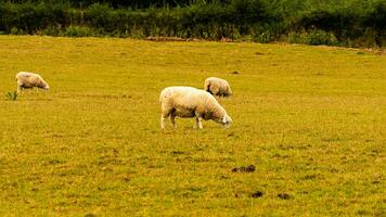 Flock of Woolly Sheep on a Countryside Farm photo