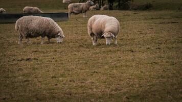 Flock of Woolly Sheep on a Countryside Farm photo