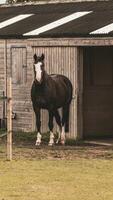 castaña belleza de cerca de un maravilloso caballo foto