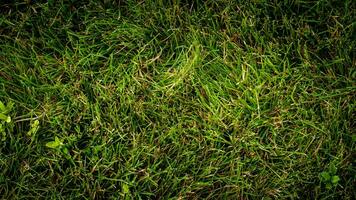 Texture background of green grass photo