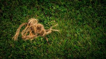 Texture background of green grass photo