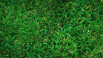 Texture background of green grass photo