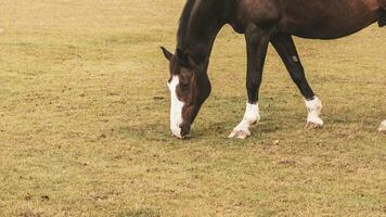 castaña belleza de cerca de un maravilloso caballo foto