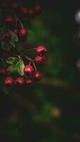 Macro Closeup of Ripe Hawthorn Berries in Autumn photo