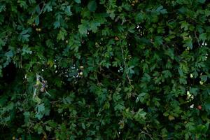 texture background of bush with branch photo