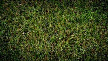 Texture background of green grass photo