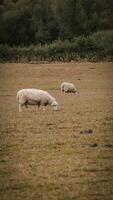 rebaño de lanoso oveja en un campo granja foto