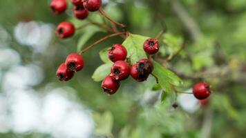 Macro Closeup of Ripe Hawthorn Berries in Autumn photo