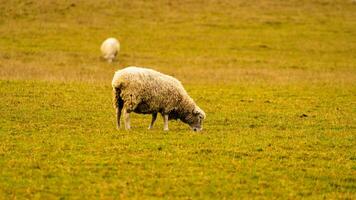 Flock of Woolly Sheep on a Countryside Farm photo