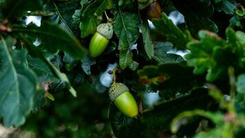 Detailed Macro Shot of European Oak Leaf and Acorn photo