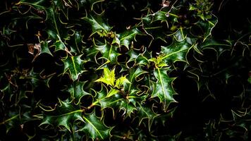 Tropical Jungle Abstract Top View Foliage photo