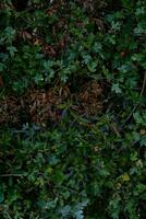 texture background of bush with branch photo