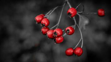 Macro Closeup of Ripe Hawthorn Berries in Autumn photo