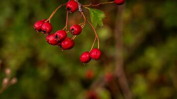 Macro Closeup of Ripe Hawthorn Berries in Autumn photo