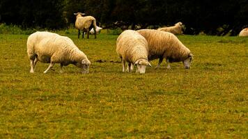 Flock of Woolly Sheep on a Countryside Farm photo