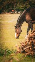 Chestnut Beauty Closeup of a Stunning Horse photo