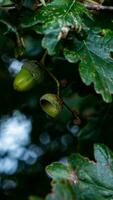 Detailed Macro Shot of European Oak Leaf and Acorn photo