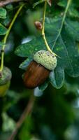 detallado macro Disparo de europeo roble hoja y bellota foto