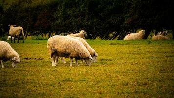 rebaño de lanoso oveja en un campo granja foto