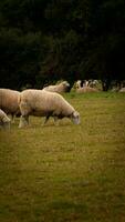 Flock of Woolly Sheep on a Countryside Farm photo