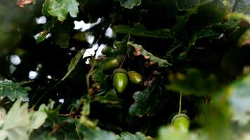 Detailed Macro Shot of European Oak Leaf and Acorn photo