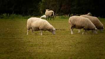 rebaño de lanoso oveja en un campo granja foto