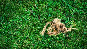 Texture background of green grass photo