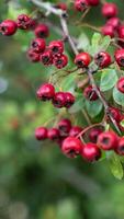 Macro Closeup of Ripe Hawthorn Berries in Autumn photo